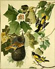 John James Audubon Canvas Paintings - Baltimore Oriole
